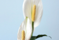 5 Houseplants That Will Protect Your Home From Negative Energy
