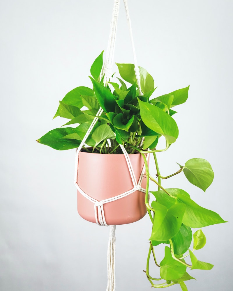 pothos plant in a pink pot