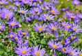What To Plant In The Fall: 5+ Best Flowers For A Beautiful Garden