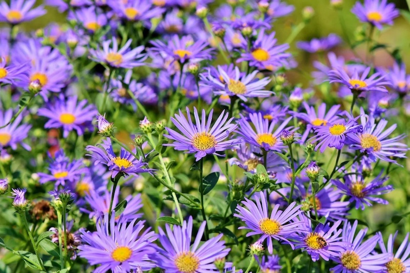 purple asters flowers with yellow middle