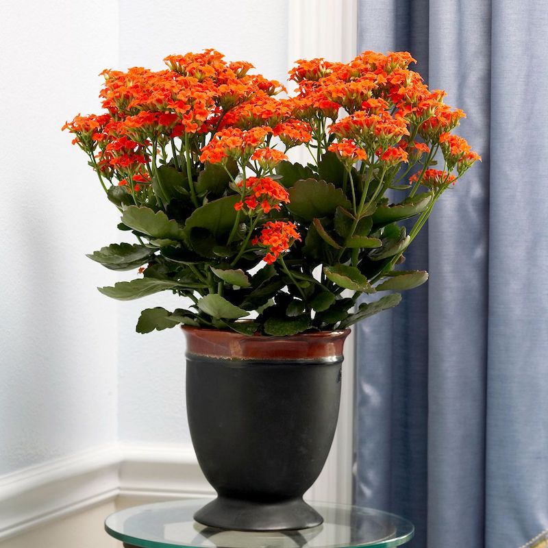 red kalanchoe plant with flowers