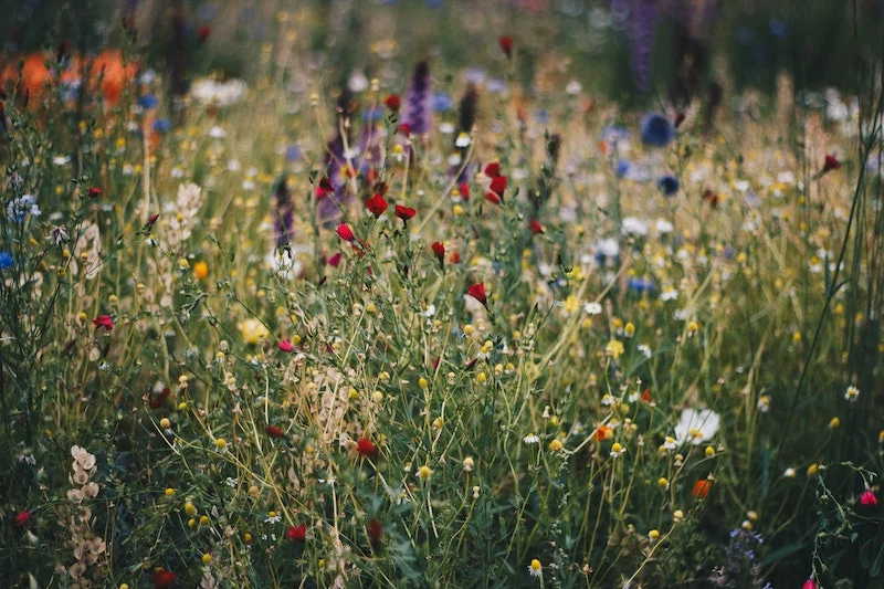 rewilding colorful meadow flowers