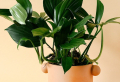 7 Underrated Houseplants You Will Fall In Love With