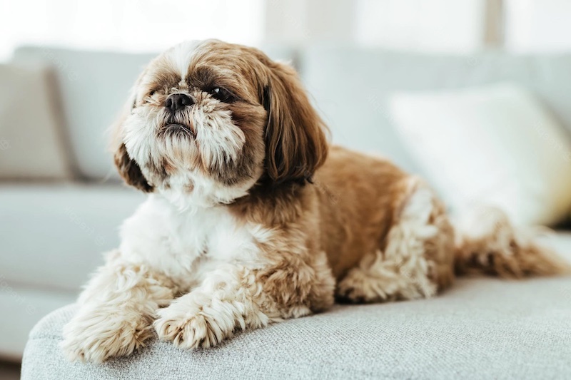 5 (Small) Calm Dog Breeds: Perfect For Apartment Living and Company