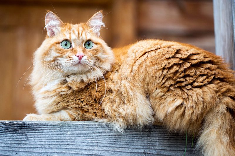 siberian cat orange fluffy with green eyes