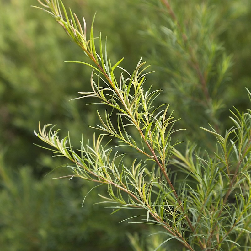 tea tree branch for oil tea tree branch for oil
