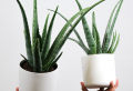 5 Plants That Don’t Need Much Water (Tolerant and Tough)