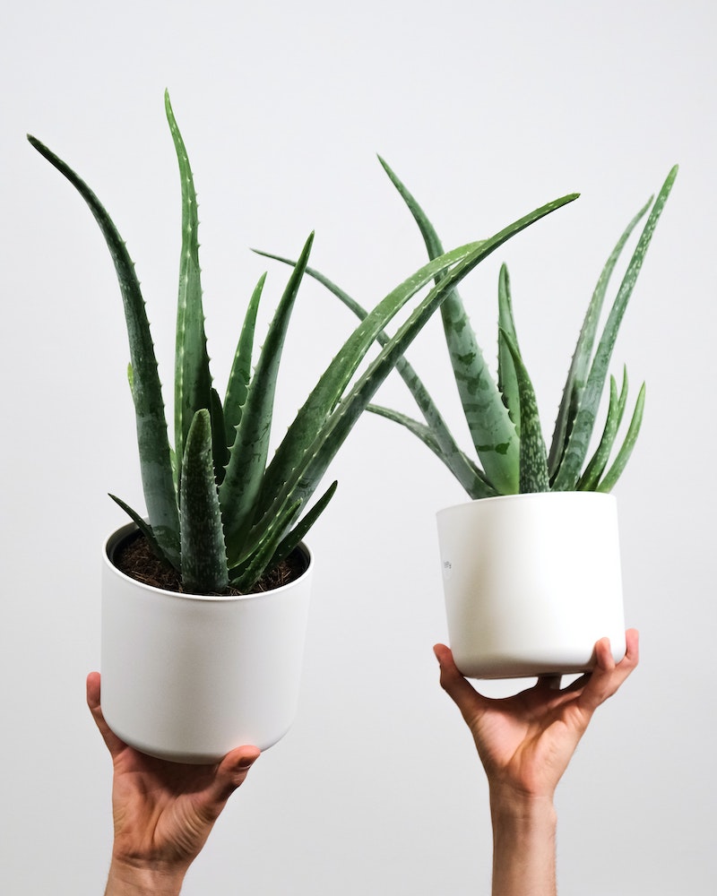two hands holding two pots of aloe vera plants