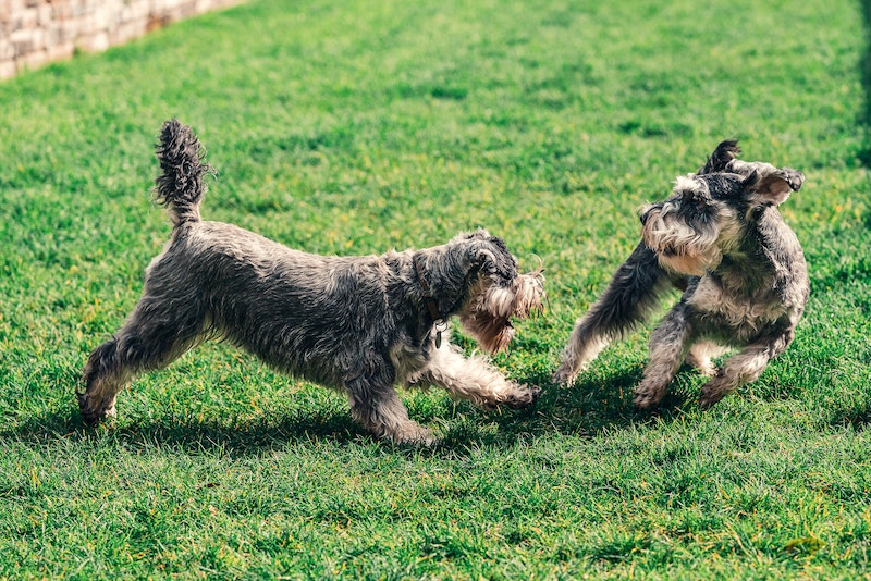 two miniature schnauzers playing on green grass
