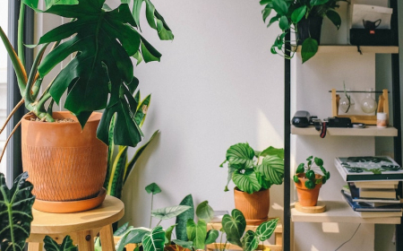 7 Underrated Houseplants You Will Fall In Love With