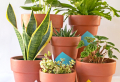 7 Underrated Houseplants You Will Fall In Love With