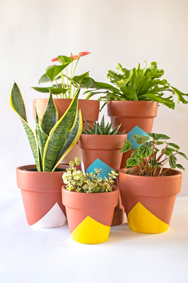 underrated houseplants different plants in terracota pots with paint