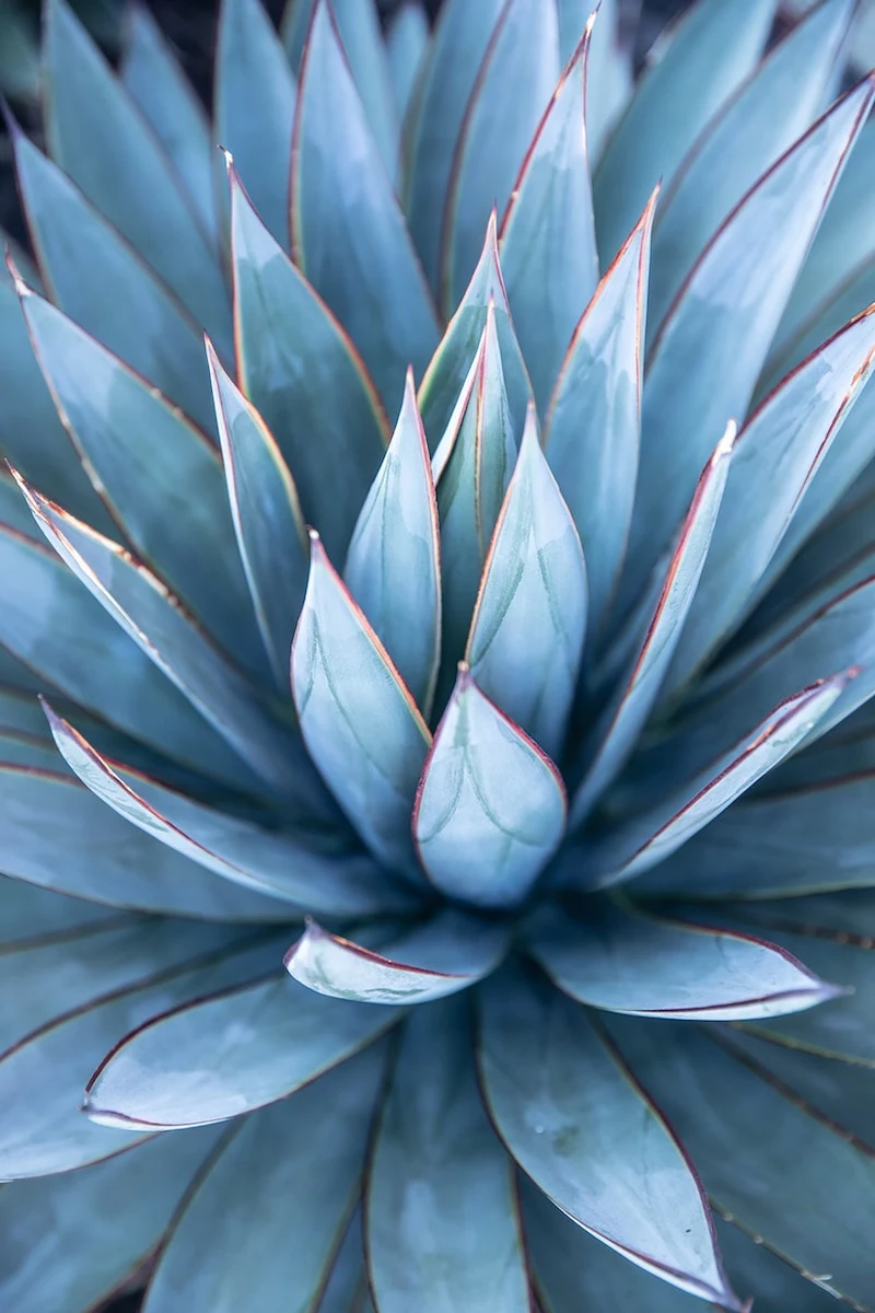 underrated plants blue glow agave plant in nature up close