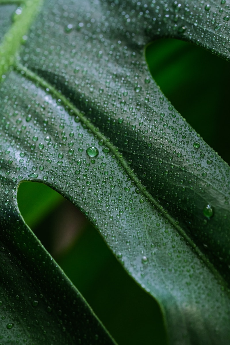 up close of leaf with water droplets