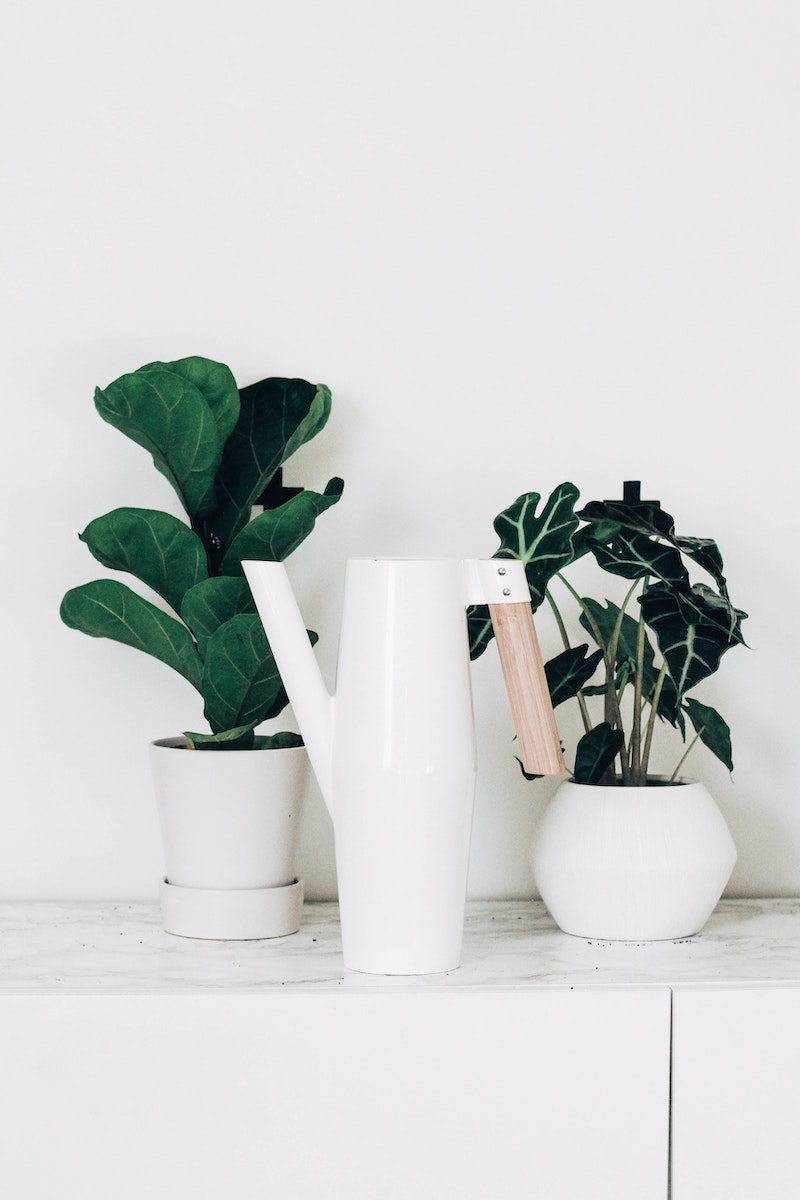 watering can in between two plants