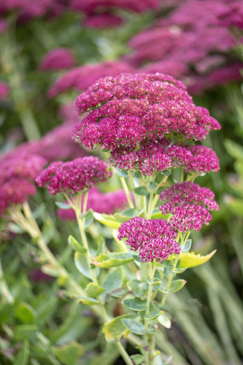 what to plant in the fall autumn joy sedum in pink