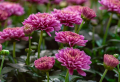 What To Plant In The Fall: 5+ Best Flowers For A Beautiful Garden