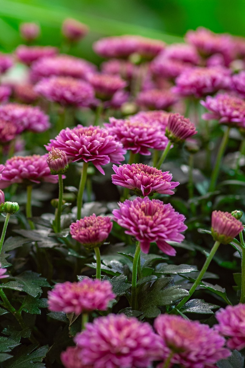 what to plant in the fall chrysanthemums pink and purple ones