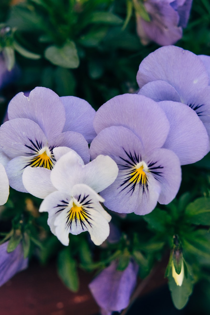 what to plant in the fall purple and yellow pansies