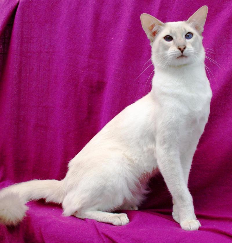 white javanese cat on pink background