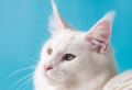 Hypoallergenic Cats: 7 Best Cat Breeds For People With Allergies