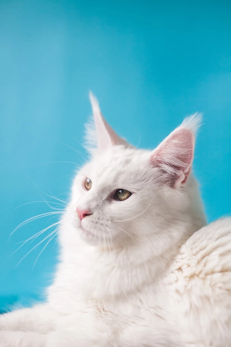 white maine coon cat on blue background