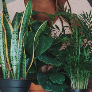 7 Underrated Houseplants You Will Fall In Love With