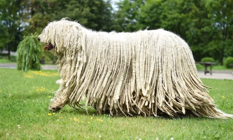 komondor wjite whipe mop guard dog