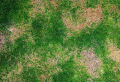 How To Get Rid of Lawn Grubs: 5 Effective and Easy Ways