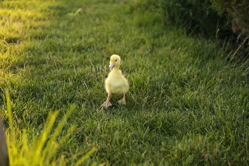 a little yellow duck running in the grass