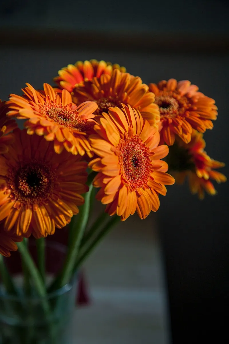 air purifying plants orange gerbera daisy in vase