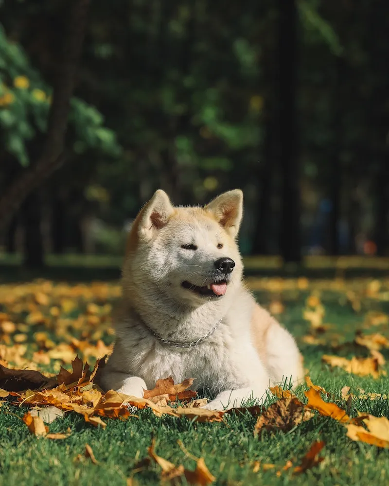 akita dog laying in grass and fall leaves