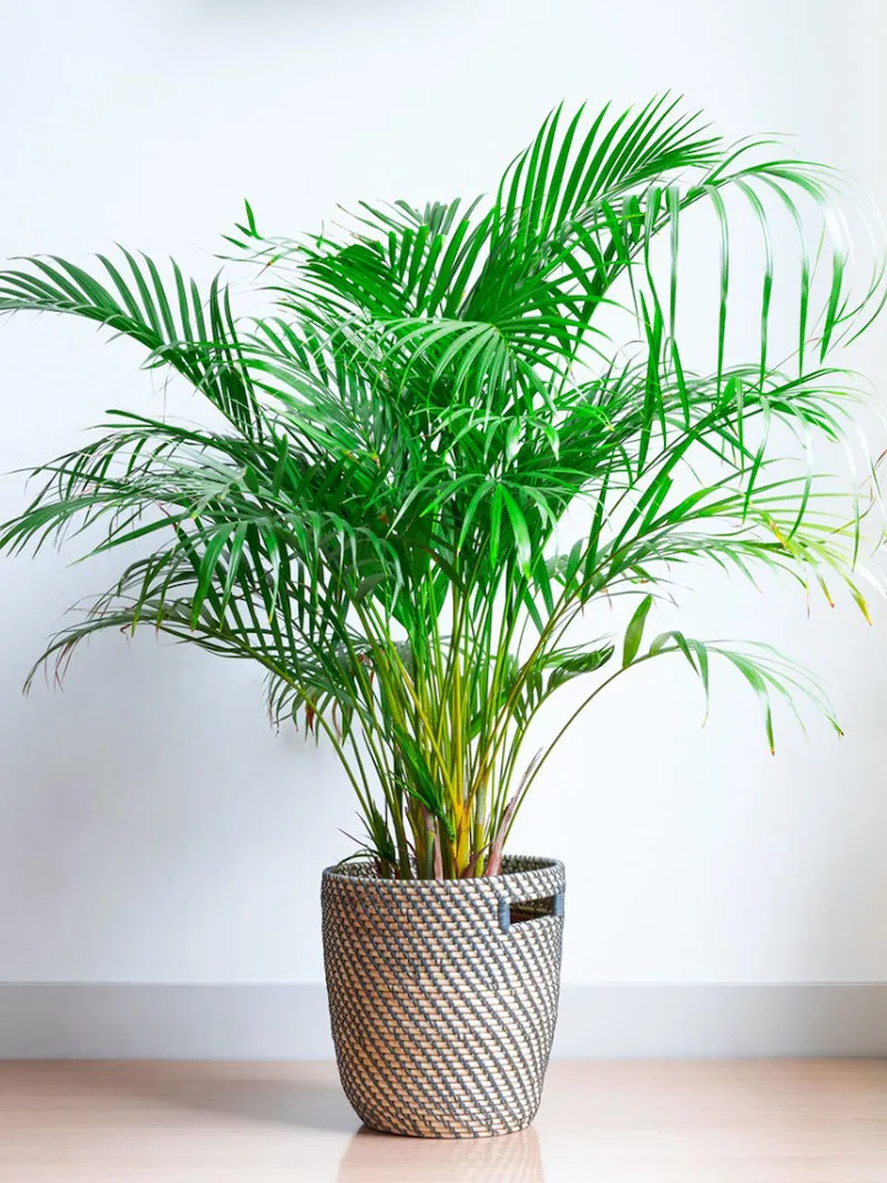 areca palm in a big brown pot on the floor