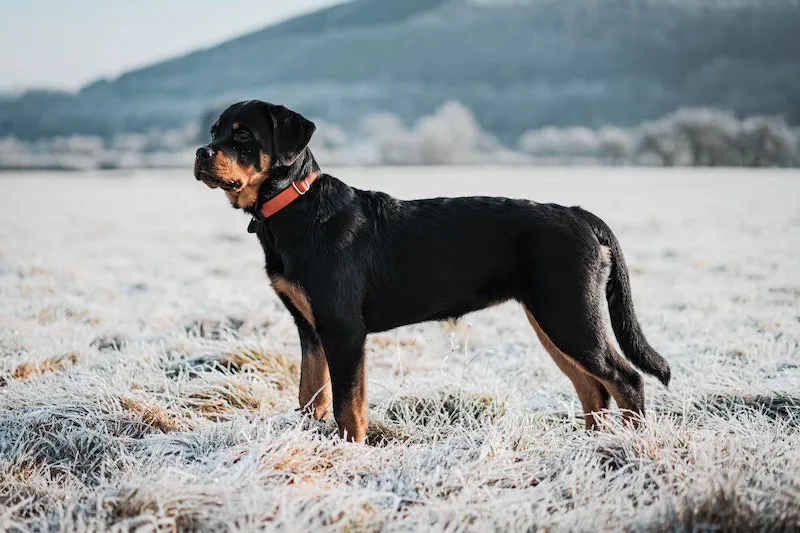 black and brown rottweiler dog standing in snow