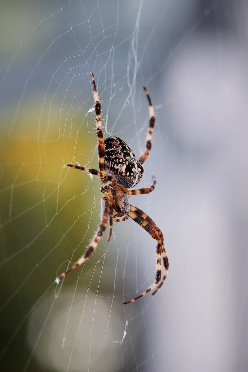 brown and yellow spider in its web