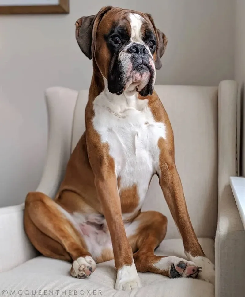 brown black and white boxer dog sitting on couch