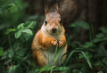 How To Keep Squirrels Out Of Your Garden: 5 Easy and Humane Tricks