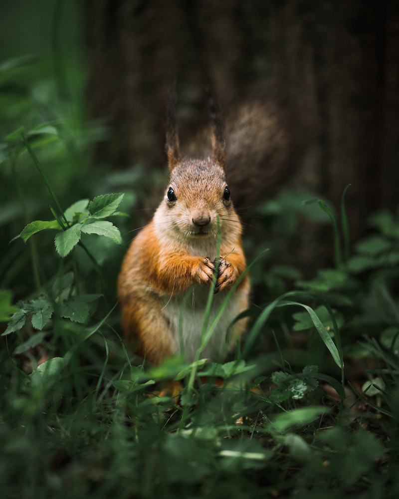 brown squirrel up close in the forest