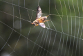 How To Get Rid of Spiders: 5 Effective and Natural Methods