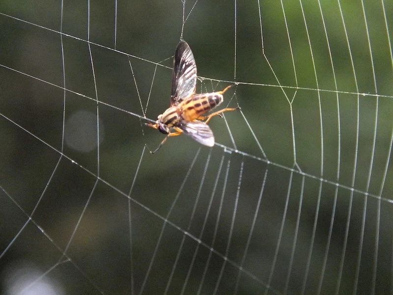 bug caught in a spider web