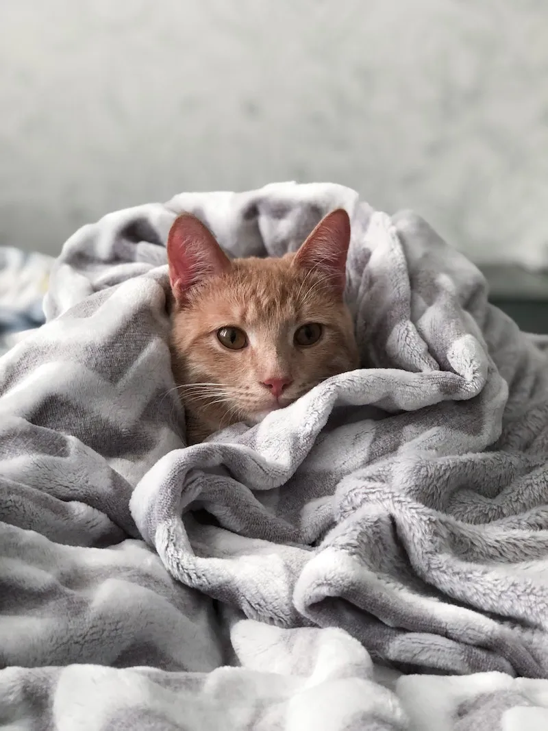 cat in a gray blanket