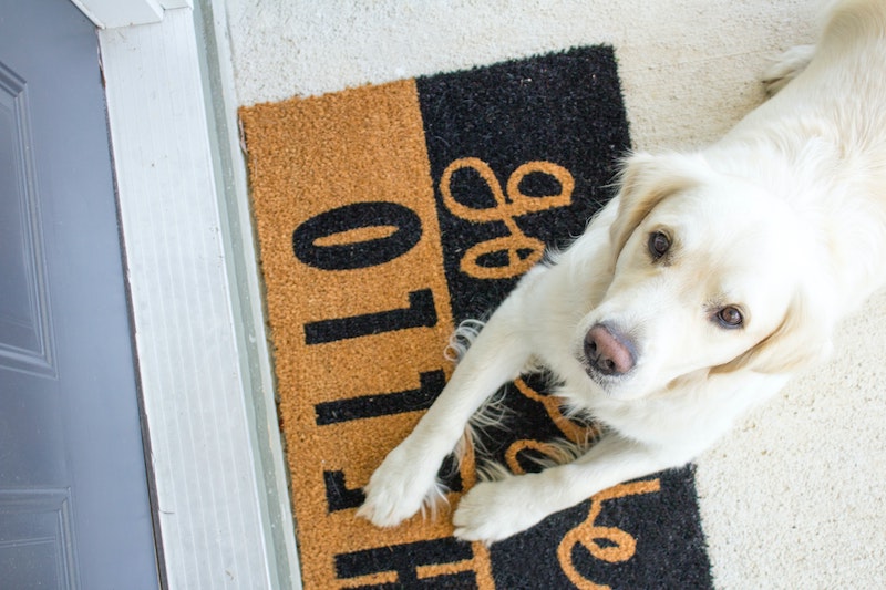 dog laying on door mat