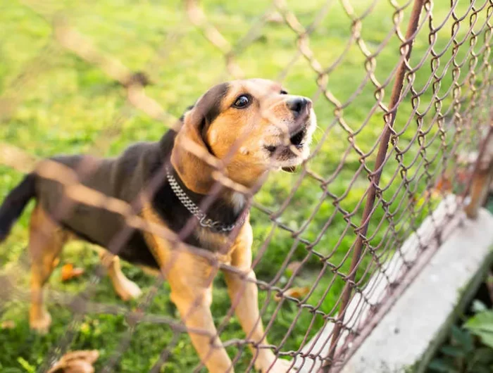 dog yelling trough the fence