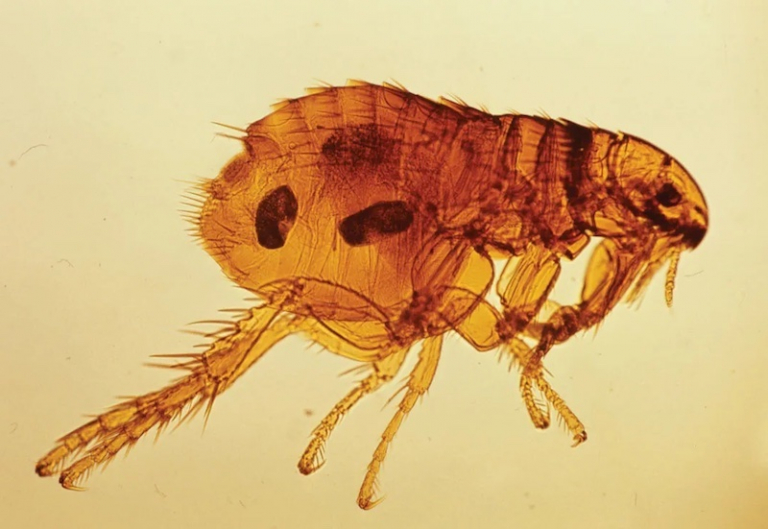 5 Proven Methods To Get Rid of Fleas In The House