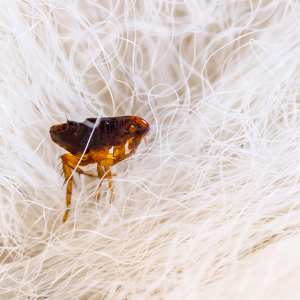 5 Proven Methods To Get Rid of Fleas In The House
