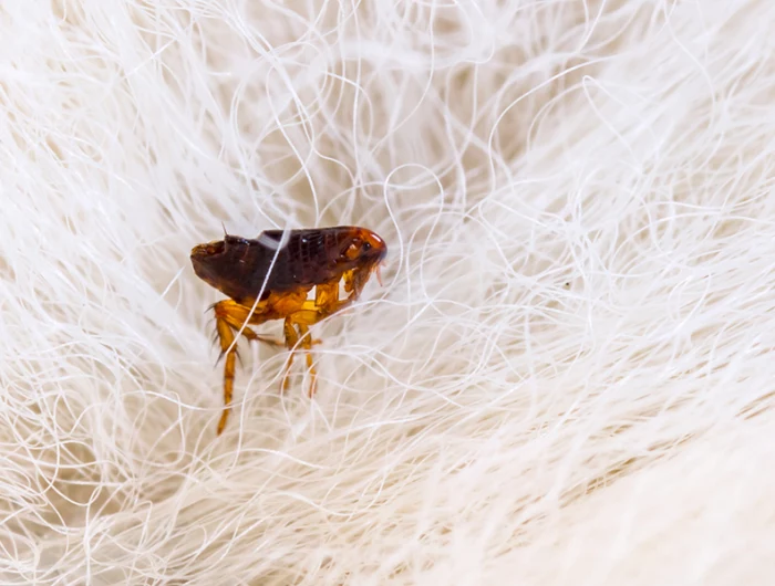 flea in between white fur