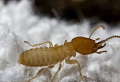 How To Get Rid Of Termites: 7 Effective Methods