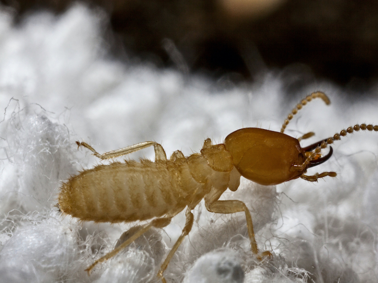 How To Get Rid Of Termites: 7+ Effective Methods