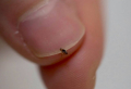 5 Proven Methods To Get Rid of Fleas In The House