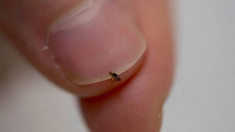 get rid of fleas flea on a fingernail